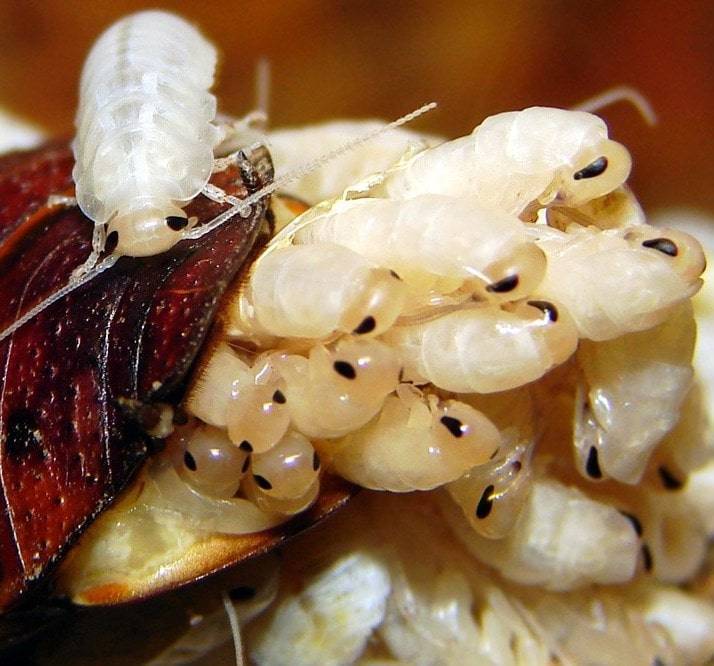 Маленькие тараканы: названия, фото и описания