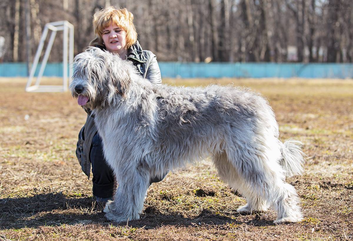 Южнорусская овчарка-самая преданная собака ⋆ собакапедия
