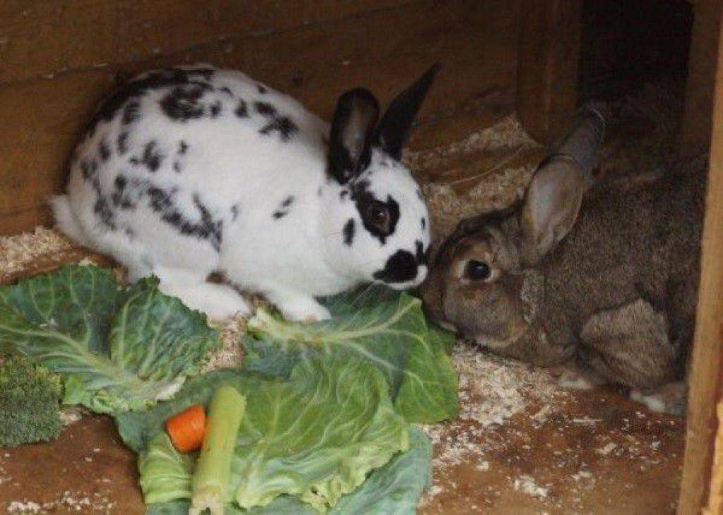 Чем кормить кроликов зимой в домашних условиях?
