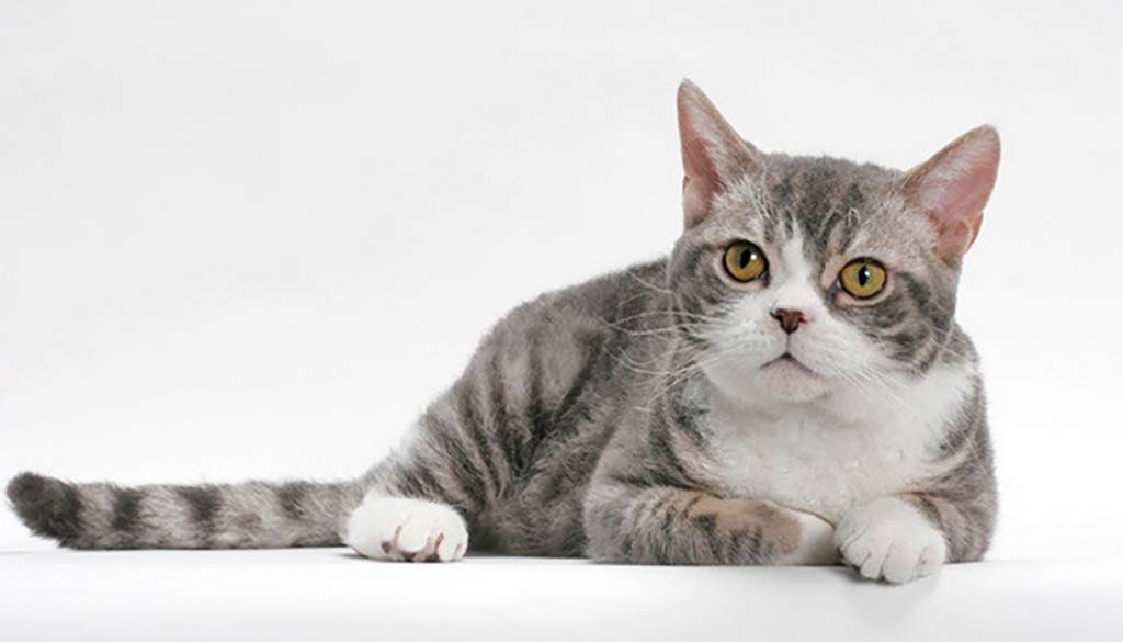 Американская жесткошёрстная кошка: случайное появление уникальной породы: фото, описание, окрас, характер, правила ухода и содержания, история происхождения | for-pet