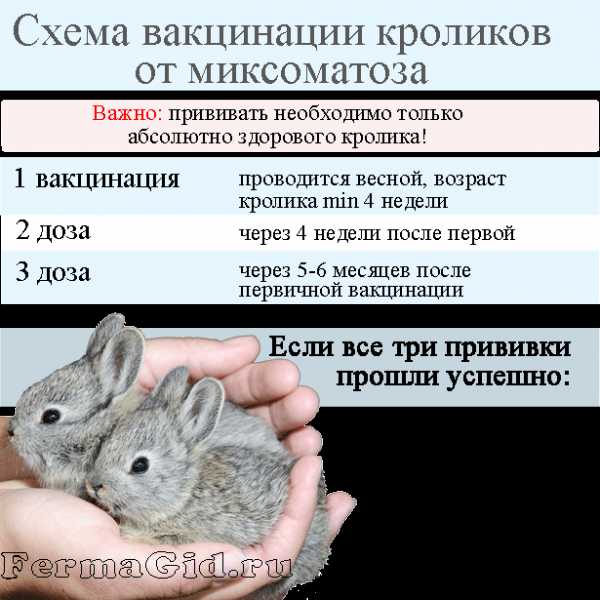 Прививки кроликам, что необходимо знать владельцам