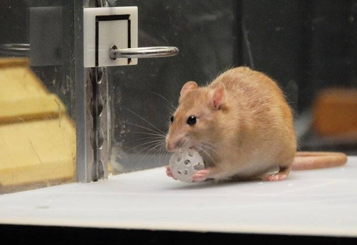 Содержание домашней крысы. как ухаживать за домашней крысой: советы и рекомендации. дрессировка декоративных крыс
