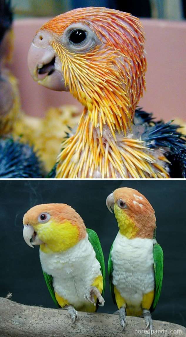 Самые большие попугаи в мире: фото и описание