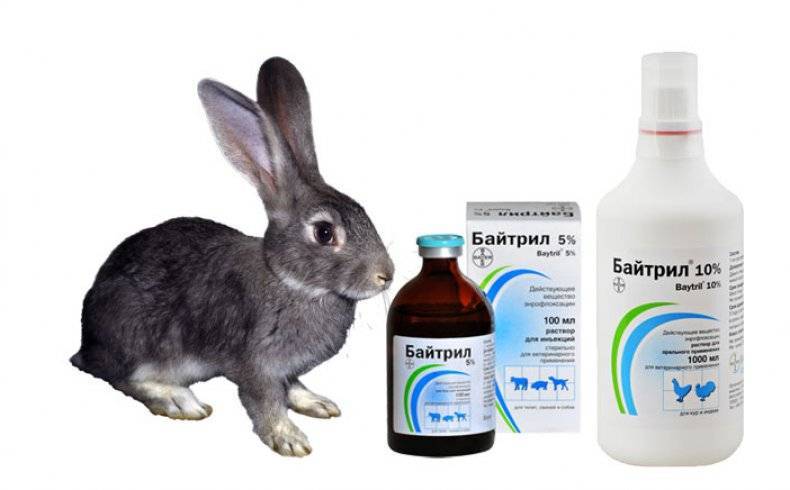 Причины поноса у кроликов, методы лечения и профилактика