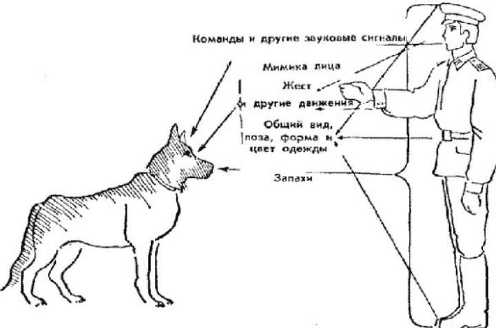 По мнению кинологов овчарка нуждается в частых упражнениях схема предложения