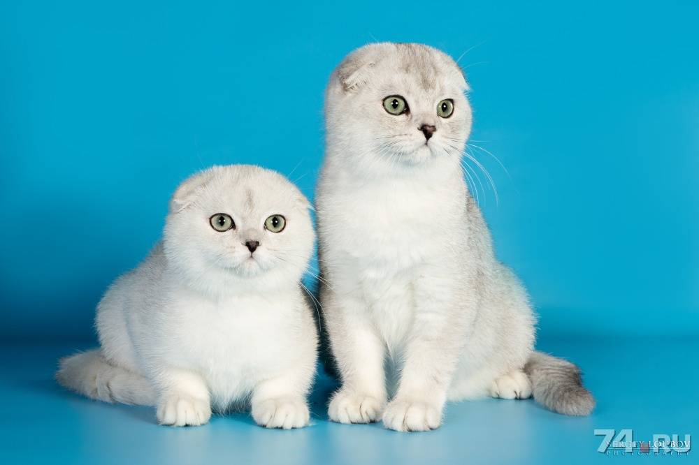 Шотландская вислоухая кошка скоттиш-фолд: описание породы, характер, уход  - mimer.ru