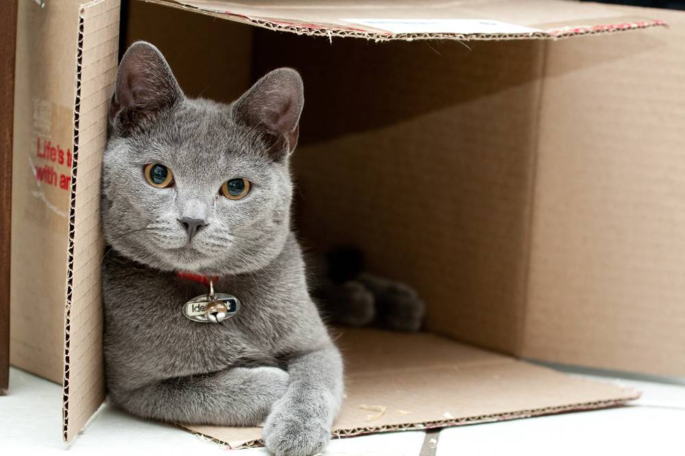 4 причины почему коты любят коробки