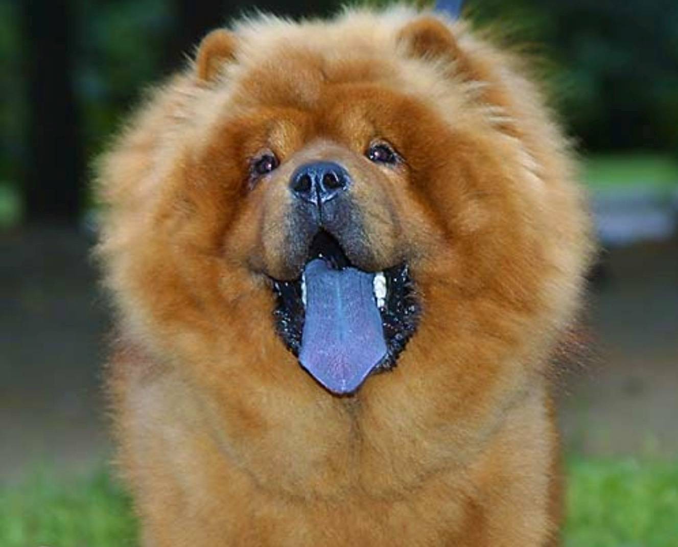 Порода собак с синим языком: как называется, описание, особенности содержания