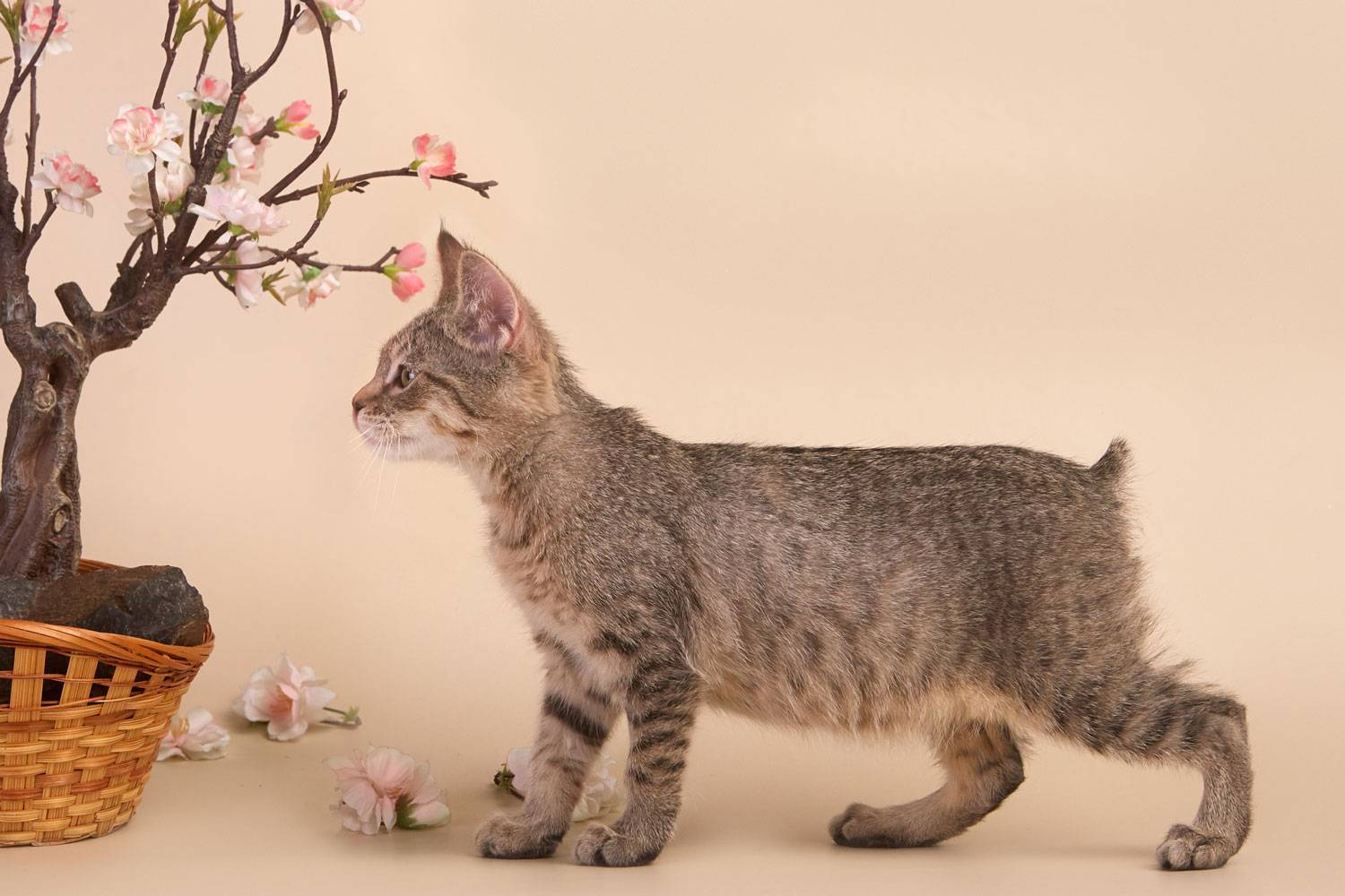 Пиксибоб кошка. описание, особенности, характер, история, уход и цена породы