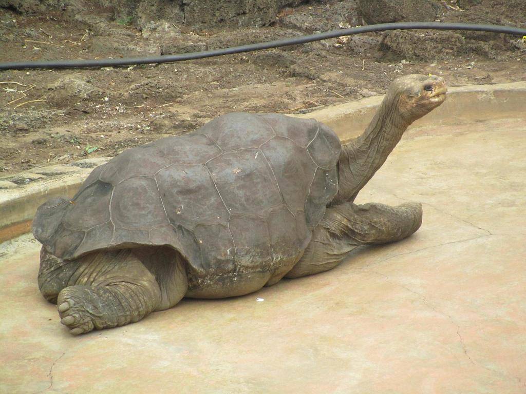 Черепахи с галапагосских островов - origins.org.ua