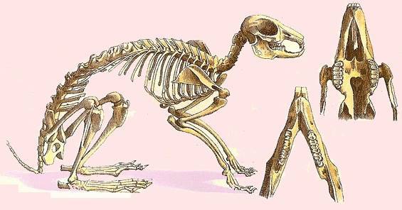 Скелет крысы: как выглядит крысиный череп с фото, особенности строения грызуна