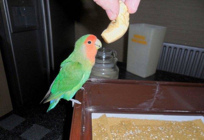 Чем можно кормить попугаев неразлучников: какой корм можно давать, что едят птицы в домашних условиях, любимые фрукты, запрещенные продукты
