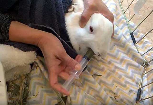 Понос у кролика: причины, лечение, профилактика