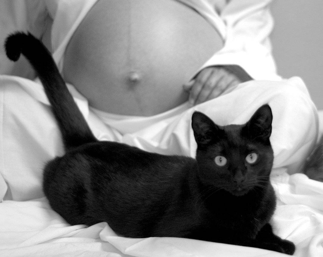 Почему беременным нельзя трогать кошек и собак. почему беременным нельзя гладить кошек: «бабушкины» приметы и реальные угрозы