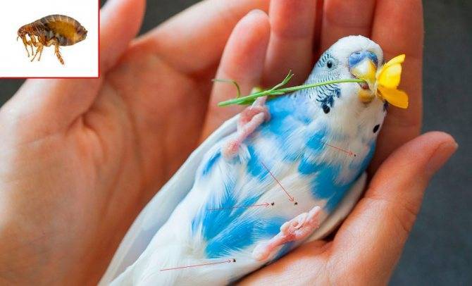 Блохи у попугая: бывают ли и как вывести
