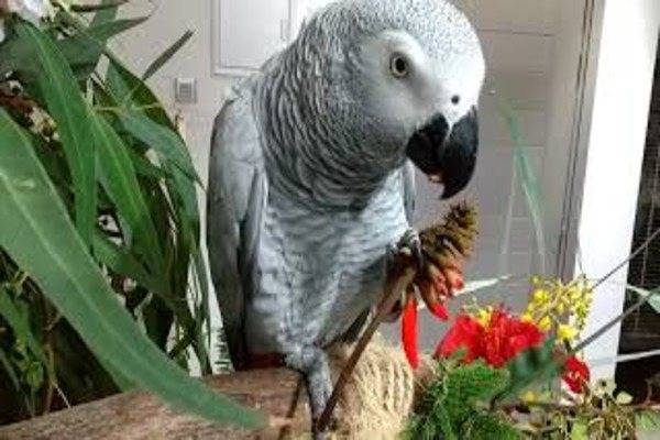 Разведение попугаев жако в домашних условиях