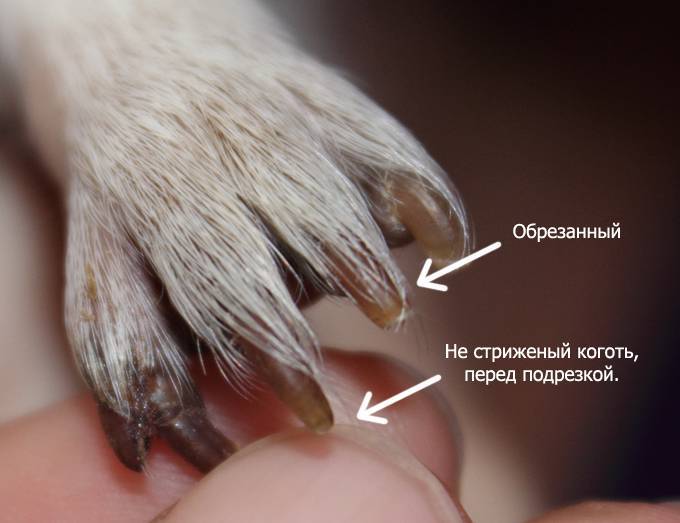 Как подстричь когти кошке в домашних условиях - пошаговая инструкция