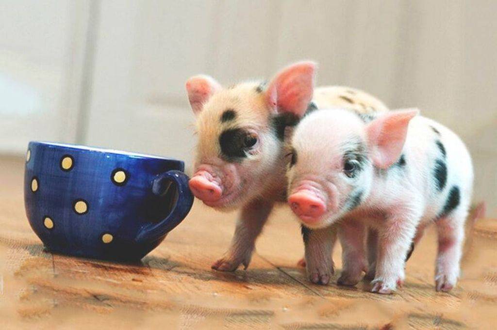 Мини-пиг (41 фото): описание взрослых карликовых свиней и маленьких поросят. сколько живут мини-пиги и до какого размера вырастают? чем их кормить?