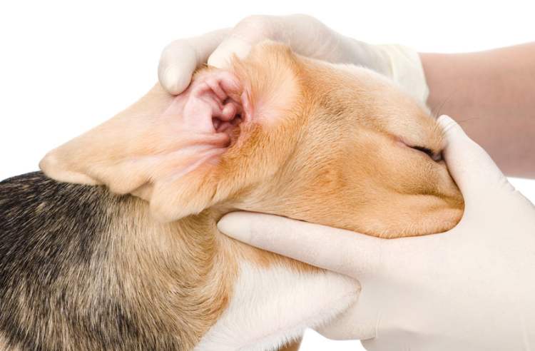Собака чешет уши: причины, лечение и профилактика