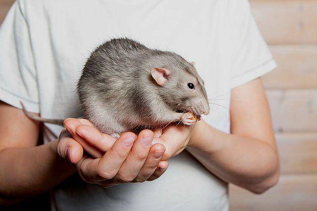 [новое исследование] как дрессировать крысу в домашних условиях: чему можно ее научить, воспитание и приучение к командам