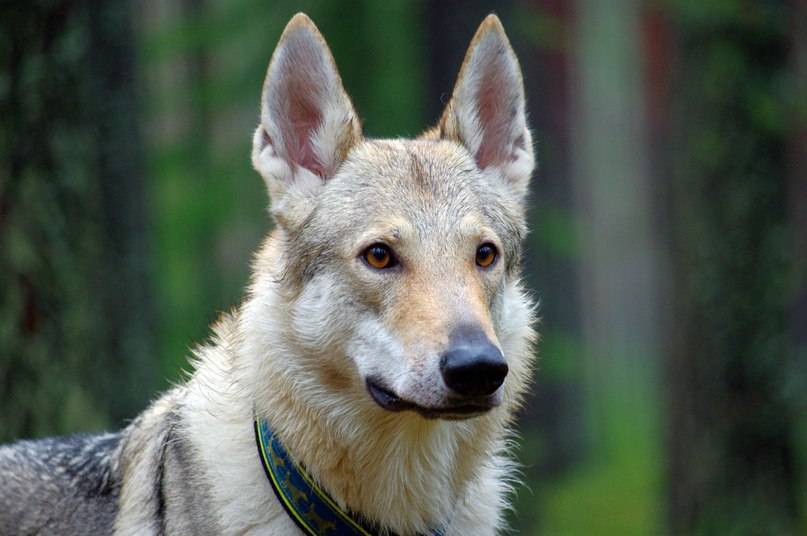 Чехословацкая волчья собака: фото, описание и характеристика породы, уход | все о собаках