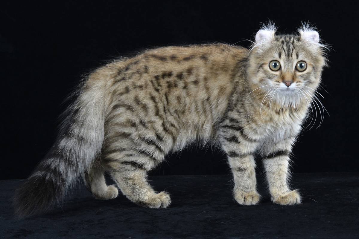 Американская короткошерстная кошка - kisa.su