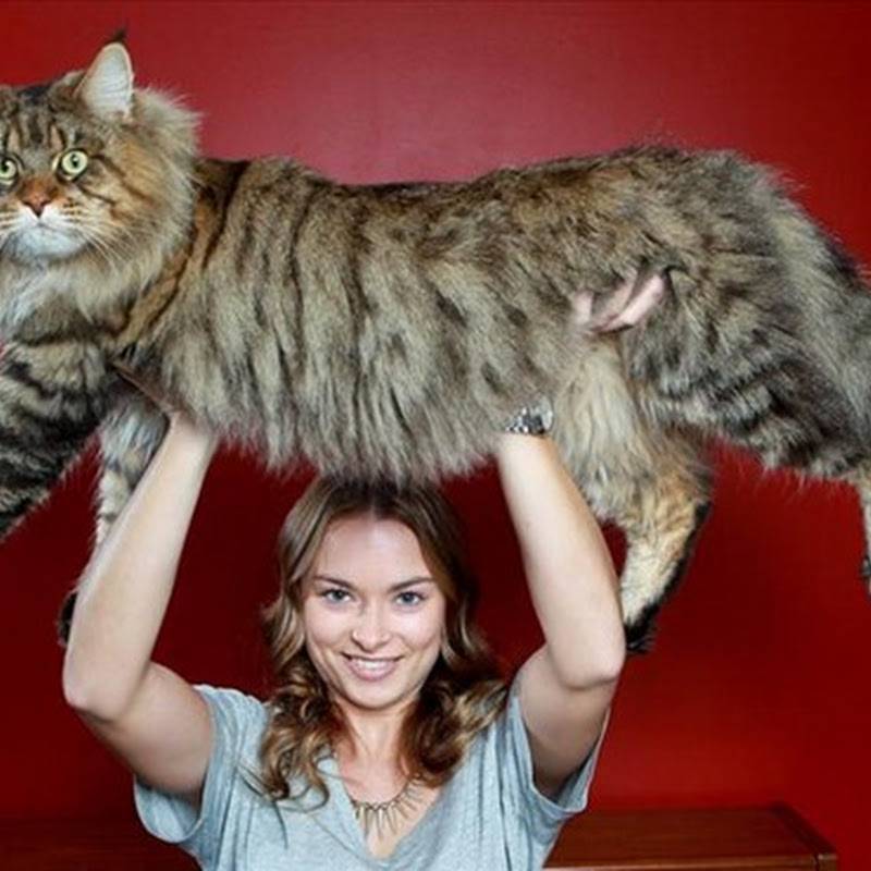 Большие породы кошек. самые крупные домашние кошки.