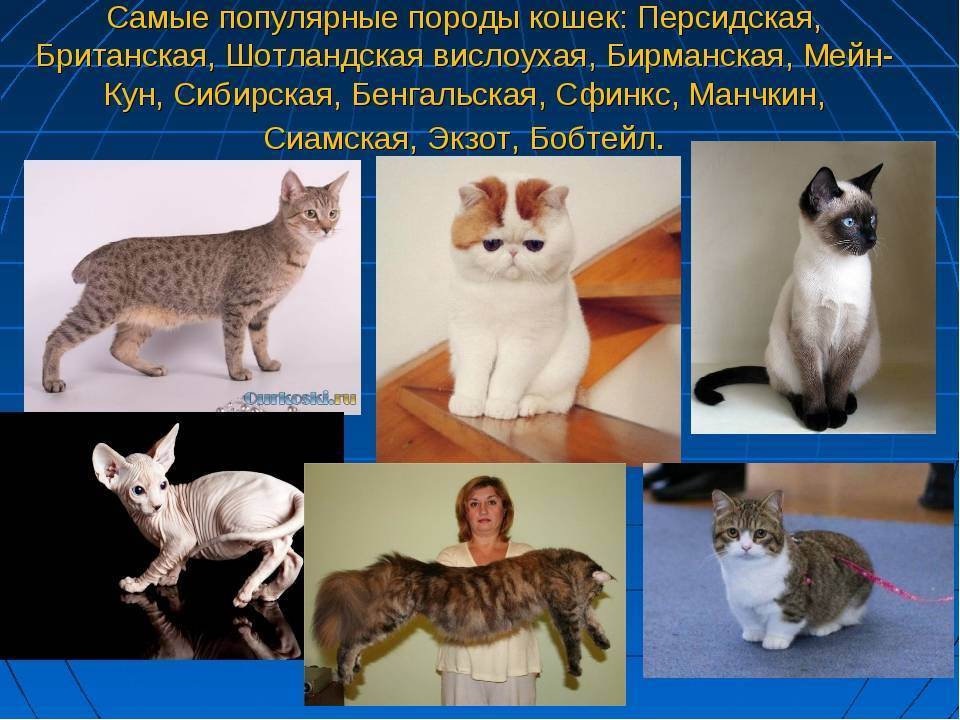 Сколько существует признанных пород кошек - oozoo.ru