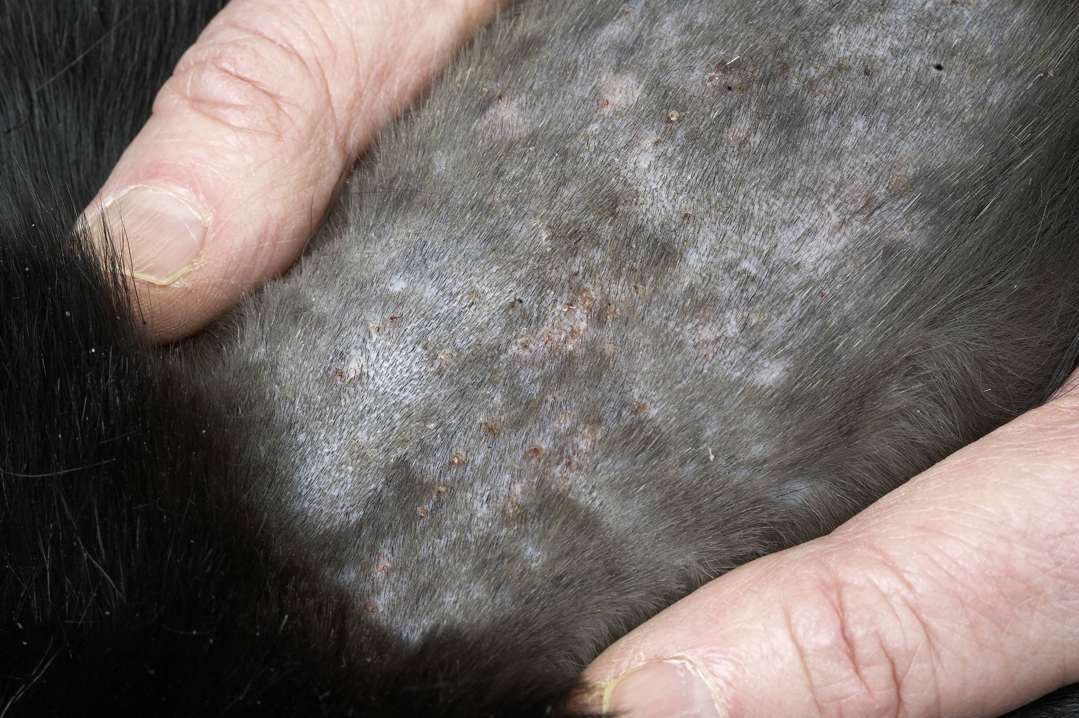 Милиарный дерматит у кошек - лечение - профилактика