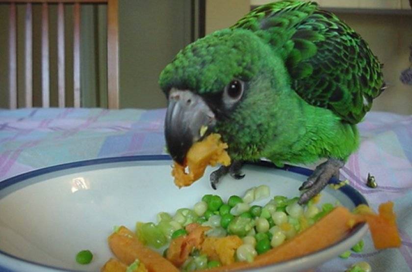 Можно ли попугаям арбуз: можно ли есть мякоть и арбузные семечки волнистым и другим породам попугаев