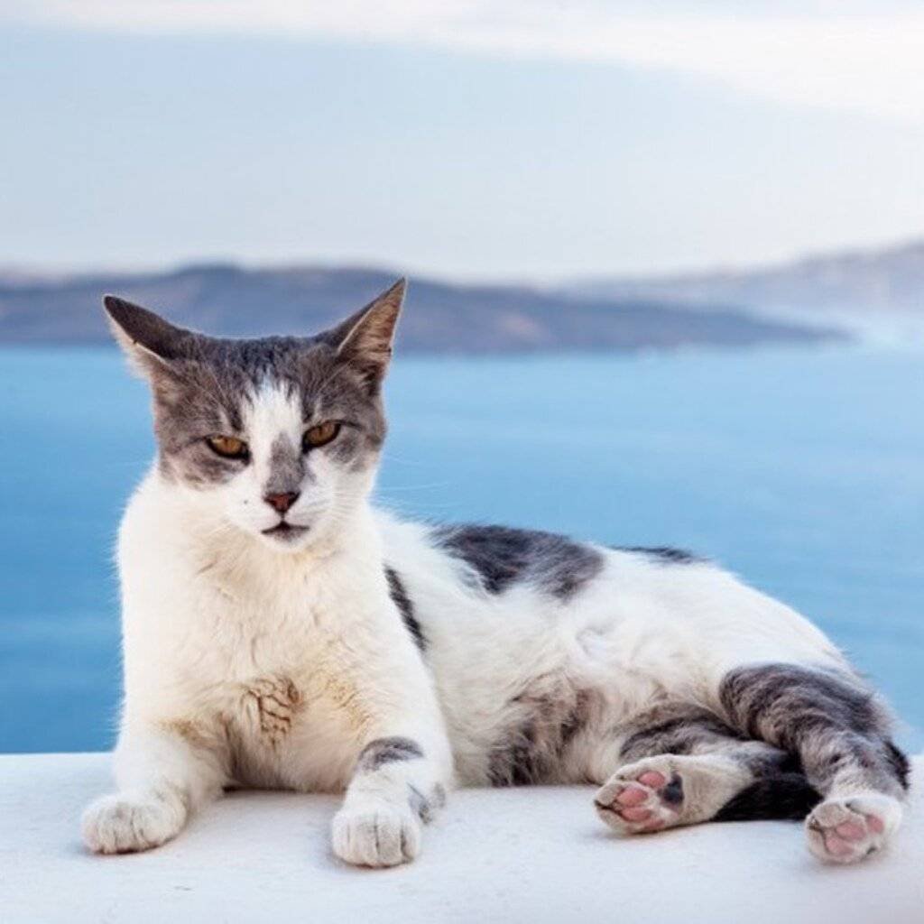 Эгейская кошка: подробный обзор породы с фото и видео