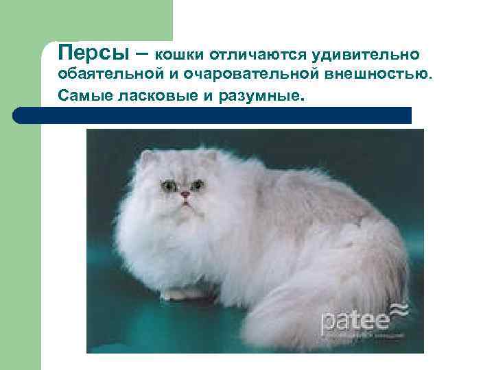 Персидские кошки: характер, уход, продолжительность жизни | сайт о домашних животных