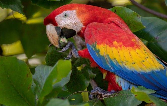 Сколько живет попугай ара в дикой природе и в домашних условиях