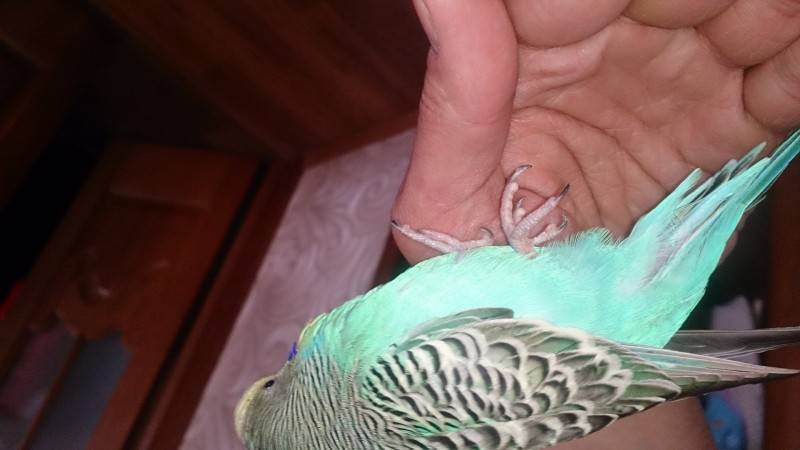 У попугая холодные или горячие лапки: когда нужно бить тревогу