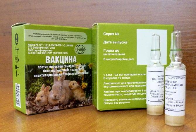 Вакцинация кроликов: какие делать прививки, как и когда, схема вакцинации