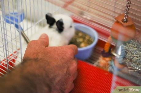 Как забить кролика - основные способы и пошаговая инструкция
