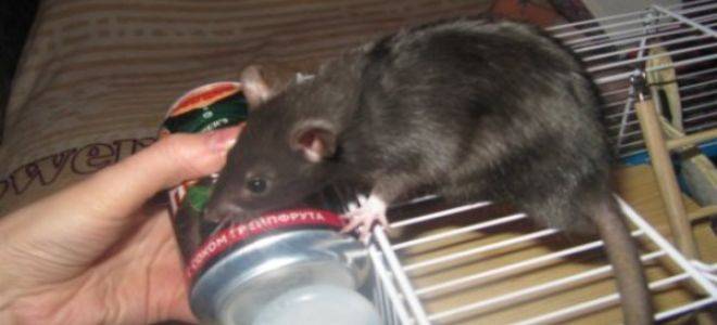 Как ухаживать за домашней крысой? правила содержания ручных крыс в домашних условиях. что нужно знать о кормлении декоративных крыс?