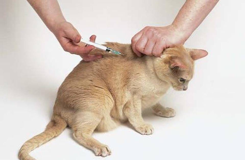 Как делать укол коту или кошке в холку | видео, как правильно ставить