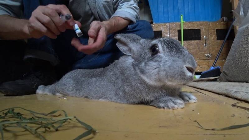Паралич у кролика: правила лечения, первые симптомы