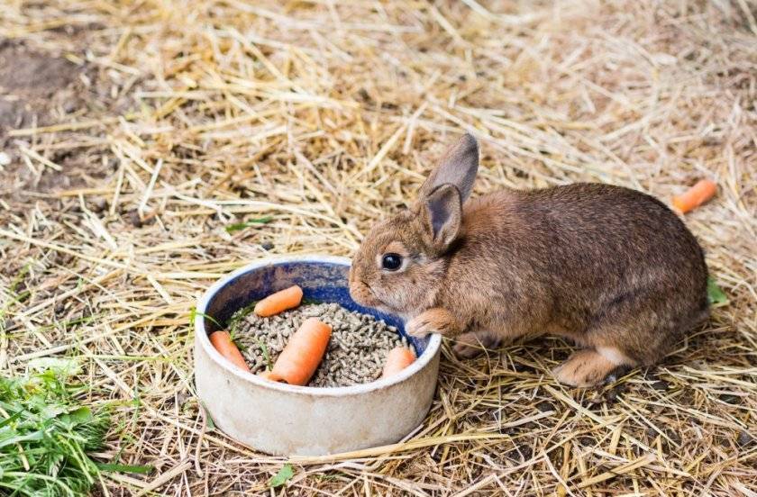Можно ли давать кроликам лопухи: излагаем развернуто
