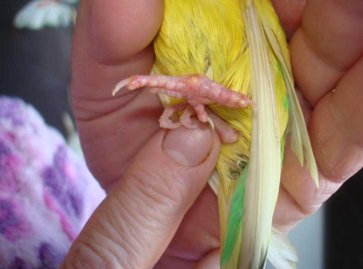Почему волнистый попугай дрожит, трясется и хохлится