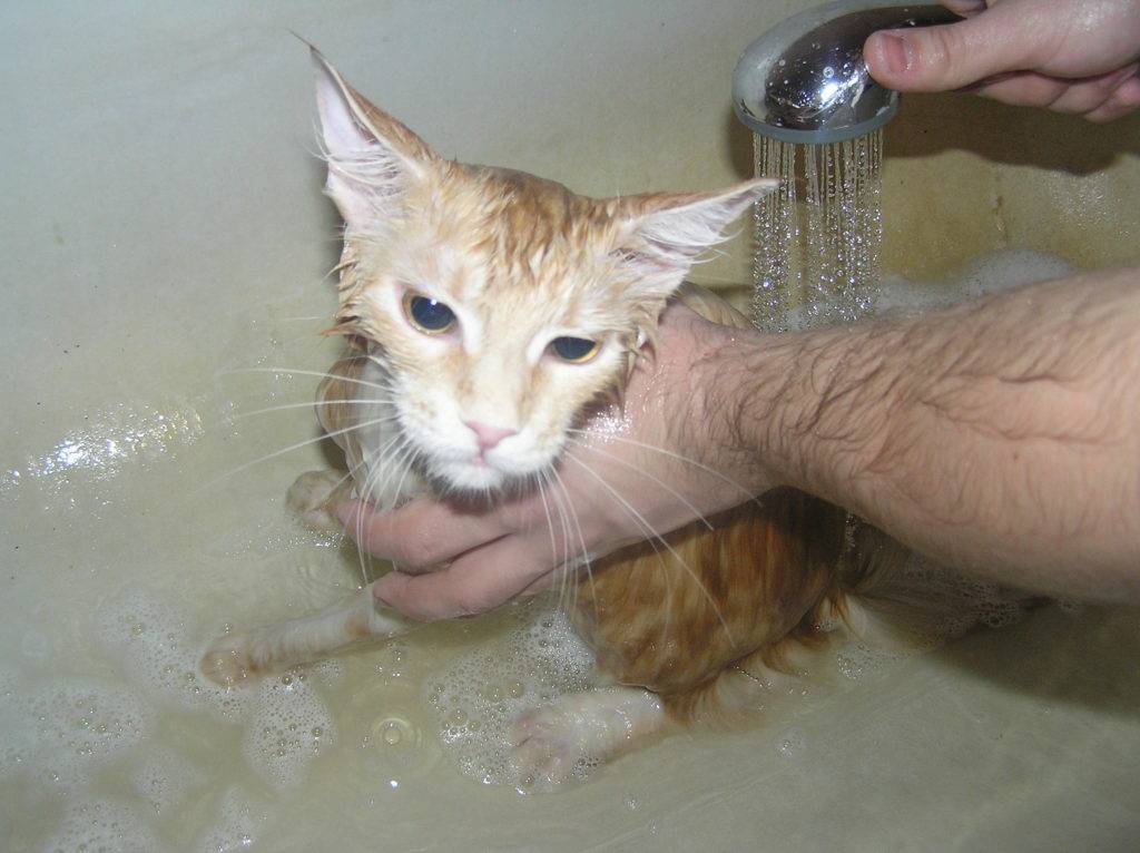 Породы кошек, которые любят воду