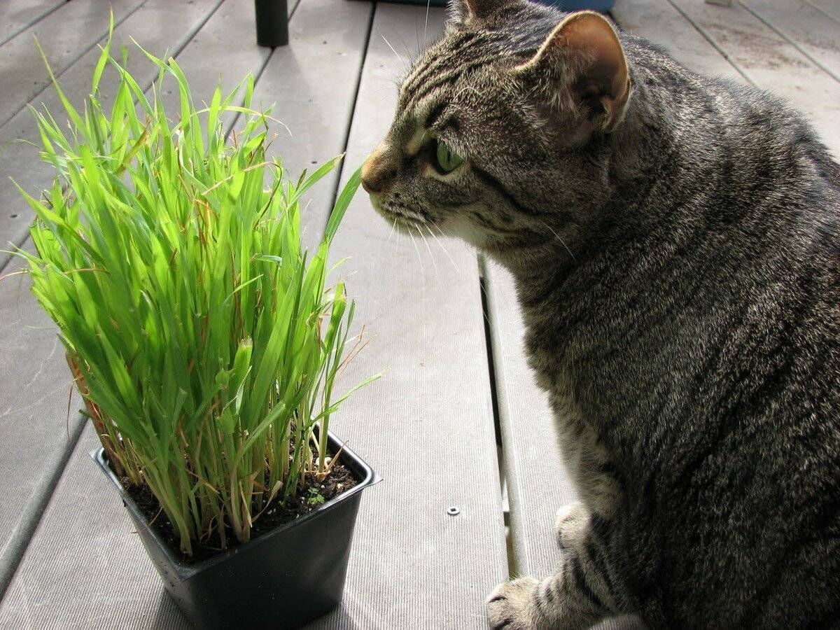 Трава для кошек: инструкция, как выбрать и вырастить траву для кошки