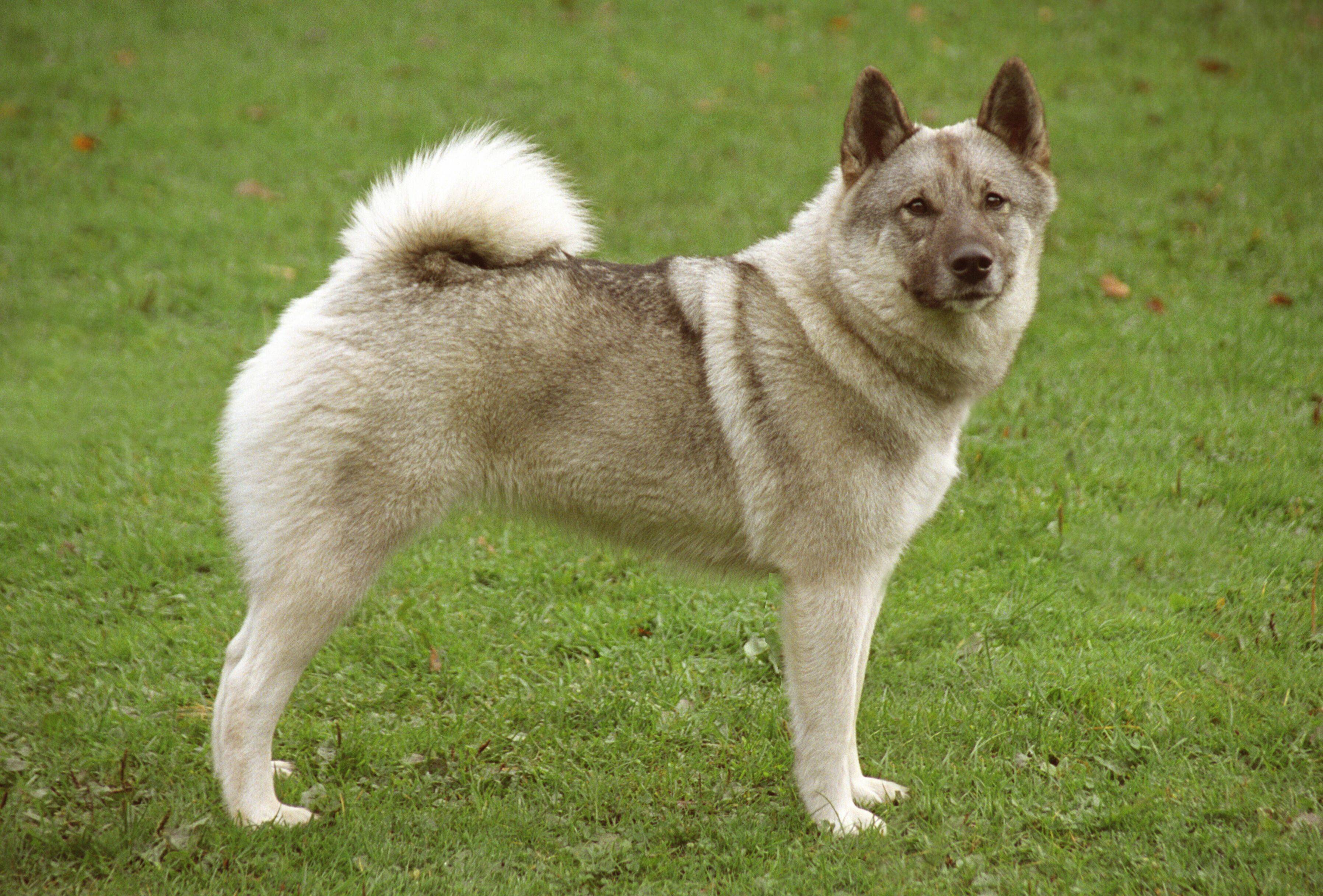 Норвежский бухунд (норвежская лайка): описание породы собак с фото и видео