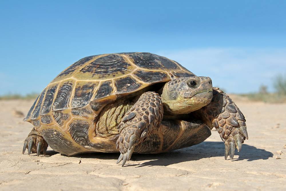 Какие черепахи относятся к морским. Среднеазиатская сухопутная черепаха. Среднеазиатская Степная черепаха. Пресмыкающиеся черепахи. Суматранская черепаха.
