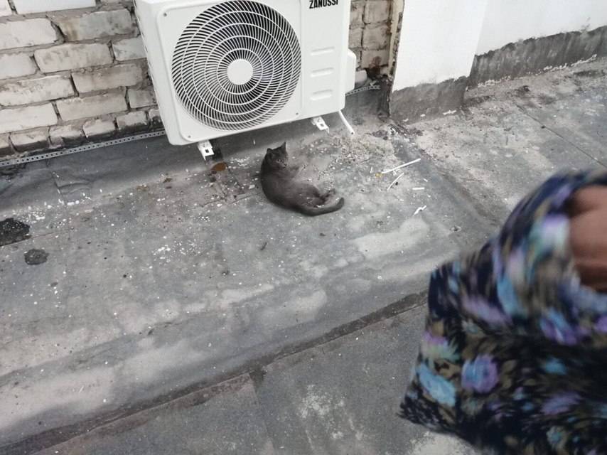 Кошка на окошке: как предотвратить несчастный случай