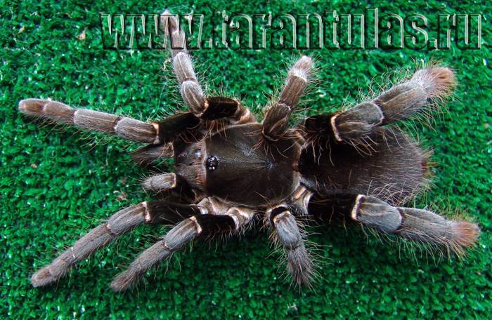Пауки-птицееды: особенности, выбор и содержание