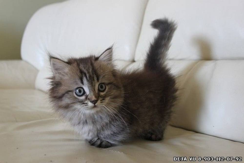 Самые маленькие кошки: происхождение породы, топ крох, особенности