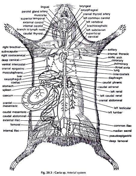 Язык тела морской свинки | zootut.art