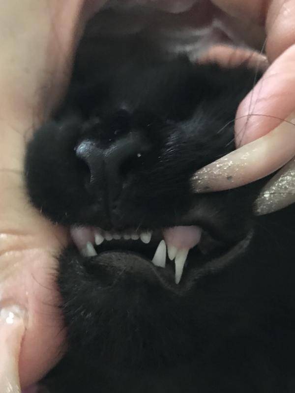 Выпадают зубы у кошки
